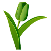 Green Tulip Advisory